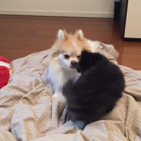 まめ太とむぎのバトルの画像