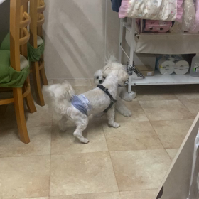 ワンプロ。の画像