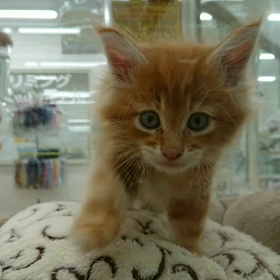 ボヘミアン・ラプソディ！！の画像