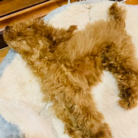 ベルちゃんのごはんの画像