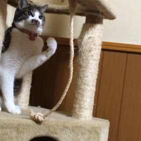 2月22日～にゃんこの日の画像