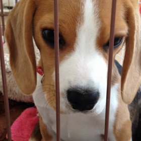 花さん日記の画像