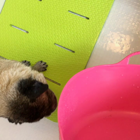 パグの朝風呂。の画像