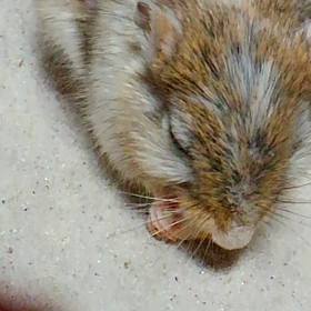 でもね。でもね。の画像