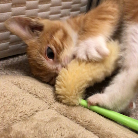 仔猫の名前決めました♪の画像