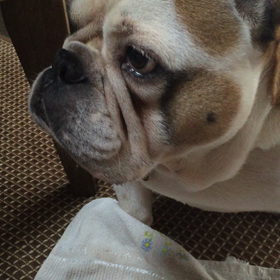 パンを食べる....の画像