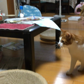 とってこいの画像