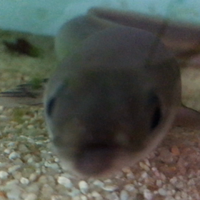 うなぎのデブとジャレる♪の画像