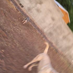 みんなで遊ぶ(memi zootopia編)の画像