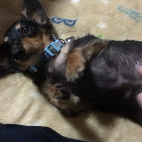 今日の龍之介（2018/04/22）の画像