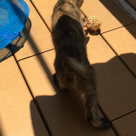 ベランダでの画像