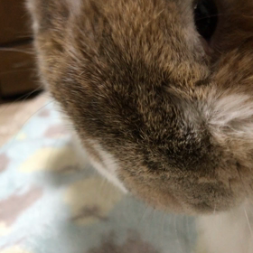 お耳グルグルの画像