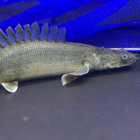 ビキールラプラディ 動画！！の画像