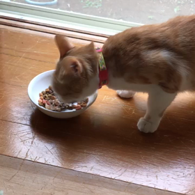 朝ごはんを優雅にの画像