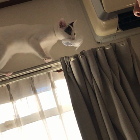 今日のテンの画像