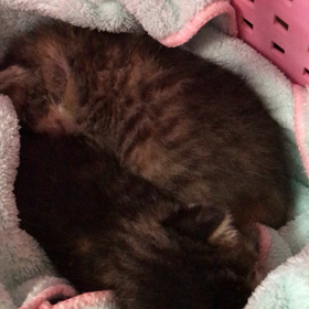 穏やかに寝ていますの画像