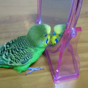 おはよー☀ピーちゃんの画像