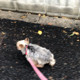 お散歩あんちゃんの画像