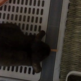 Mystrada&チョコラちゃんの画像