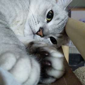 銀次郎は不機嫌です。の画像