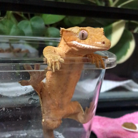 ペロペロボーイの画像