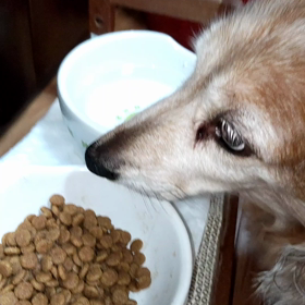 愛しのさくらちゃんの画像