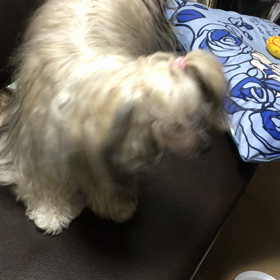 バンビの舞の画像