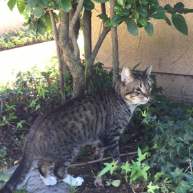 我輩は猫であるの画像