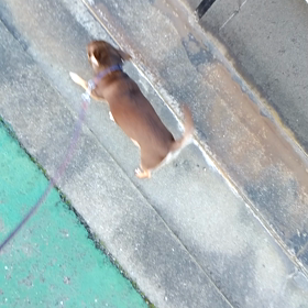 りんちゃん、そらくんの画像