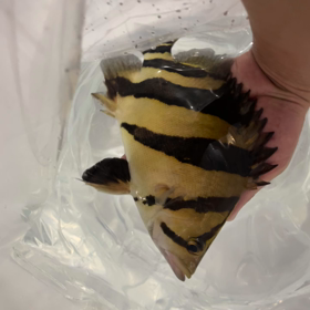 本物。の画像
