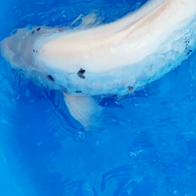 汗だく！！！の画像