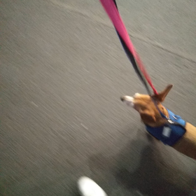 お散歩上手になりました！の画像