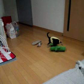 ハッピィの不思議な行動の画像