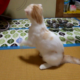 今日は「山の日」なんですねの画像