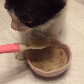 若葉ちゃん、食欲旺盛！の画像