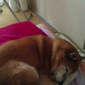 今日のラッキーの画像