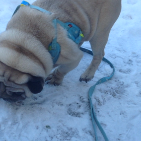 動画お試しの画像