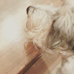 ランディは野菜好き♪の画像