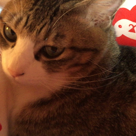 今日のおめざにゃんこ。の画像