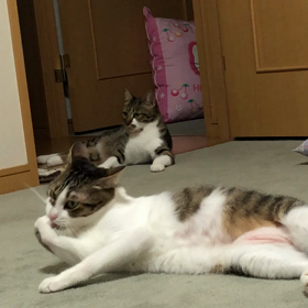 最後のコロナワクチン。昨夜の激しい運動会を阻止しました！の画像