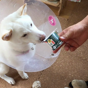 白柴とみちゃん 食欲が止まらない(術後経過5)の画像