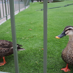 鴨さんグリーティング❤️の画像