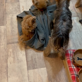 私は……像さんの画像