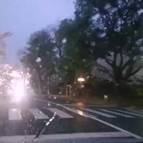 雨の夜桜の画像