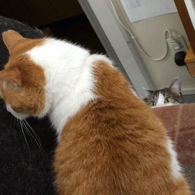 久々に夏(΄✹ਊ✹‵)の画像