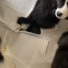 販売中　ボーダーコリー。の画像