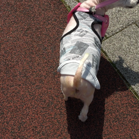 久しぶりの散歩！の画像