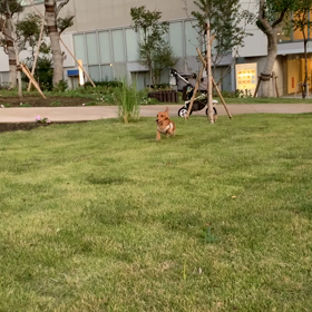 子ライオン遊び復活？の画像