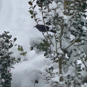 雪で小鳥の食事は。。。の画像