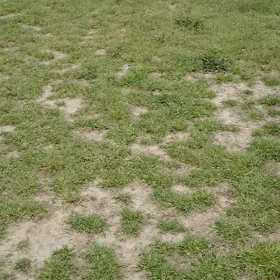 アジリティ動画の画像